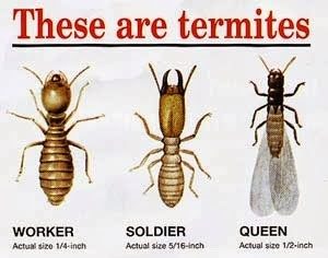 termite queen video