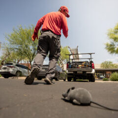 1 arizona-rodent-control-roof-rats-house-mice