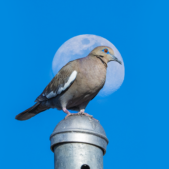 BLOG-15-BIRDS