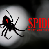 BLOG-17-SPIDERS