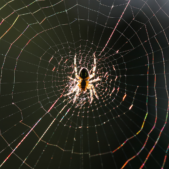 BLOG-17.5-SPIDER-ECOSYSTEM