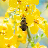 BLOG 9 AFRICANIZED-BEES