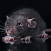 Blog-12-Why-Roof-Rats-Are-So-Common-in-Arizona