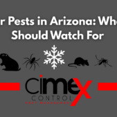 Cimex Winter Pest Blog Post